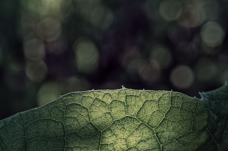 © Sue Vo-Ho - Arctium minus