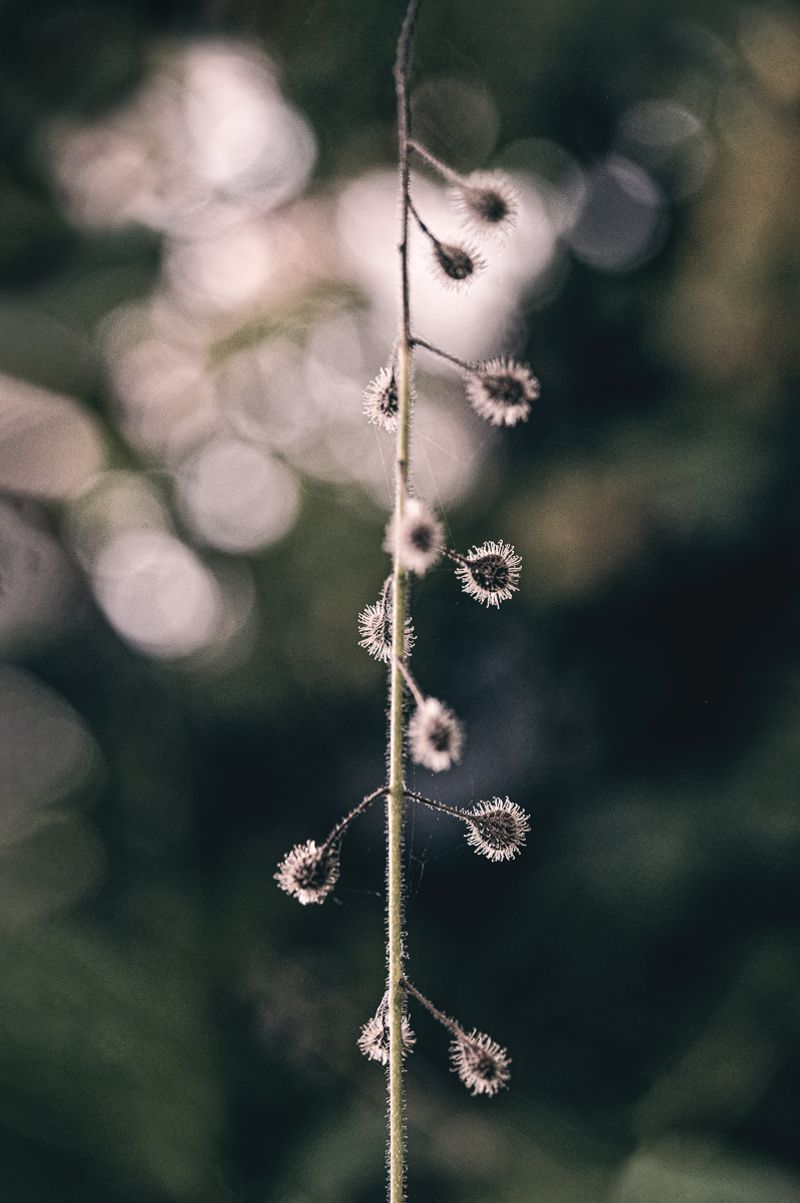 © Sue Vo-Ho - Circaea Canadensis