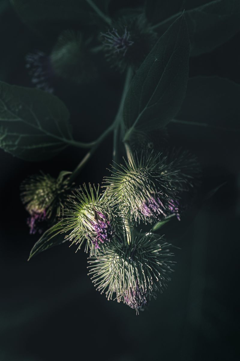 © Sue Vo-Ho - Arctium minus