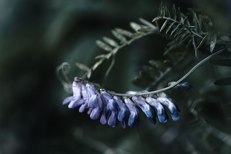© Sue Vo-Ho - Vicia Cracca