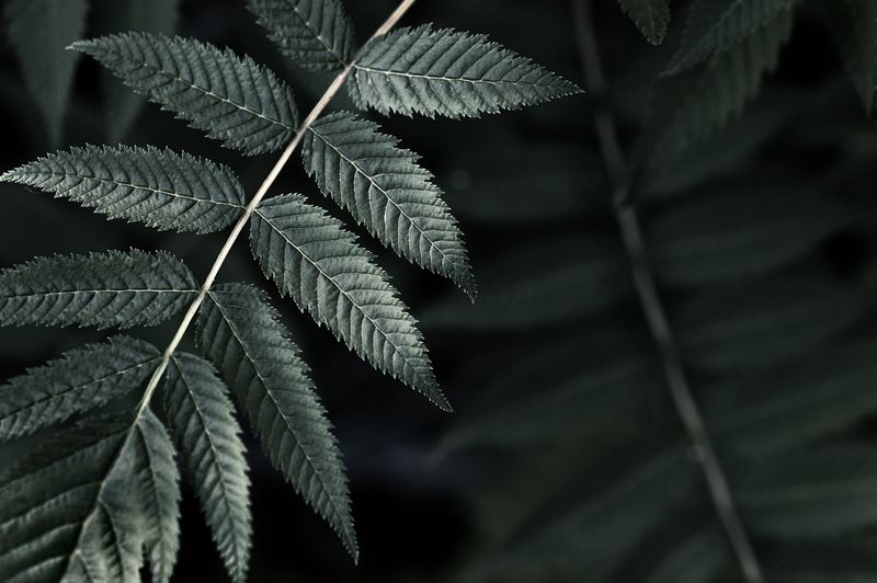 © Sue Vo-Ho - Sorbaria sorbifolia