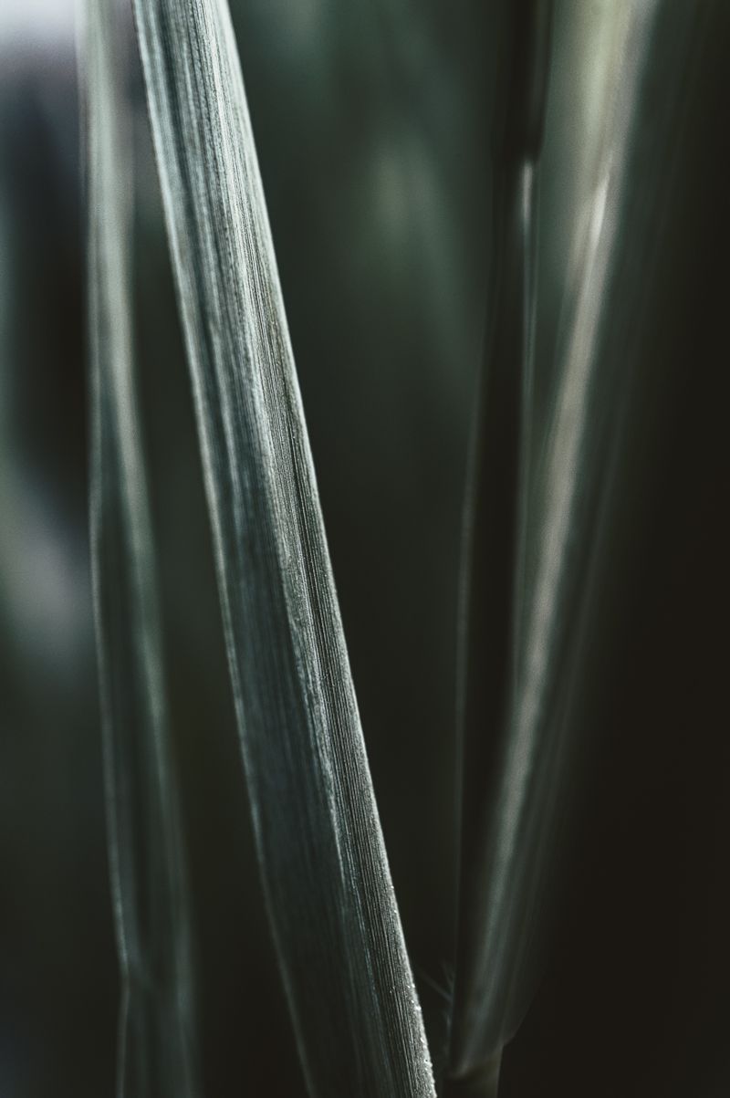 © Sue Vo-Ho - Phragmites australis