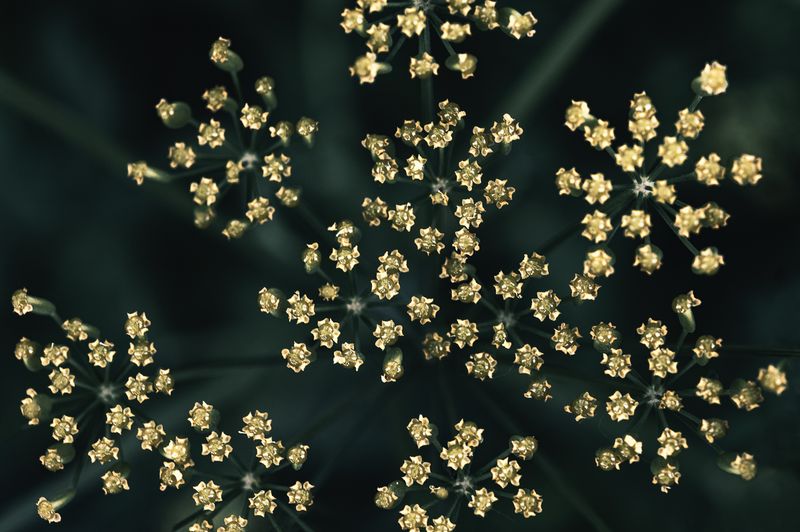 © Sue Vo-Ho - Pastinaca sativa