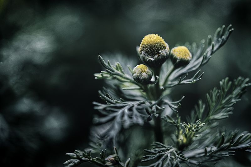 © Sue Vo-Ho - Matricaria discoidea