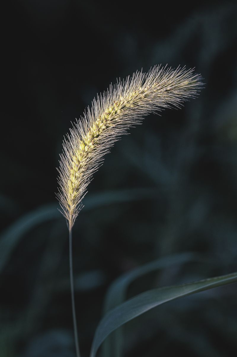 © Sue Vo-Ho - Phleum pratense