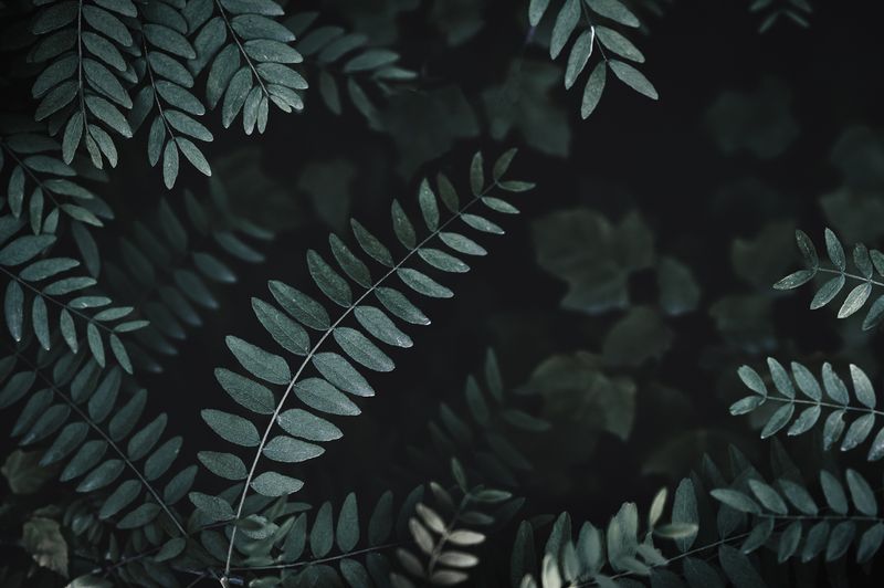 © Sue Vo-Ho - Osmunda regalis