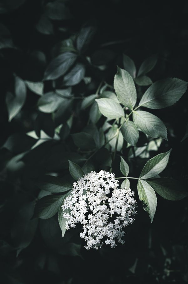 © Sue Vo-Ho - Sambucus canadensis,