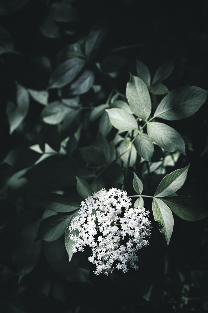 © Sue Vo-Ho - Sambucus canadensis,