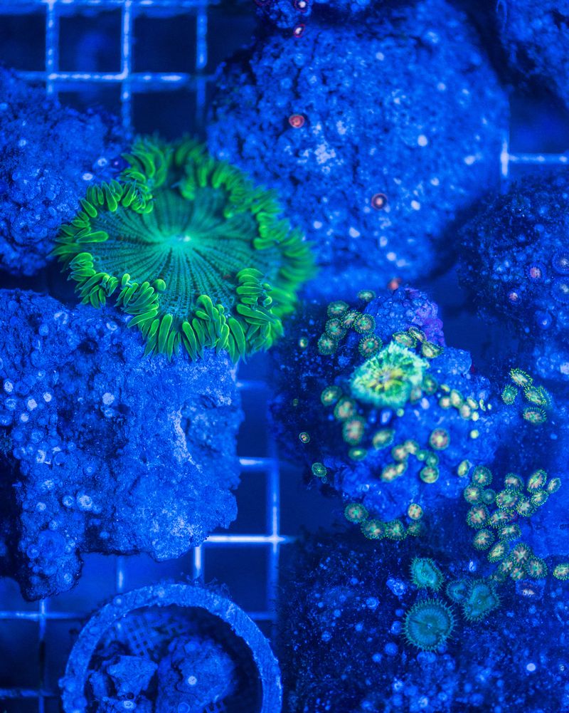 © Marie Lukasiewicz - Image from the Beyond Coral White photography project