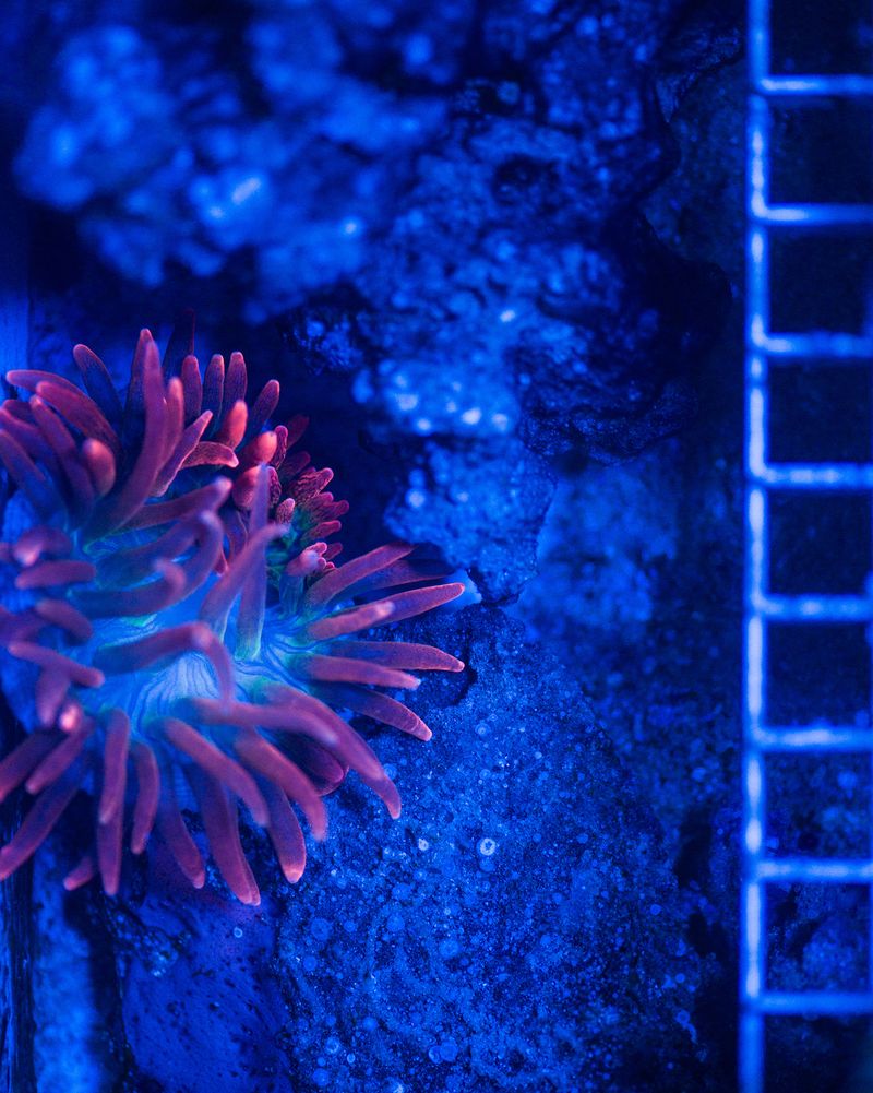 © Marie Lukasiewicz - Image from the Beyond Coral White photography project