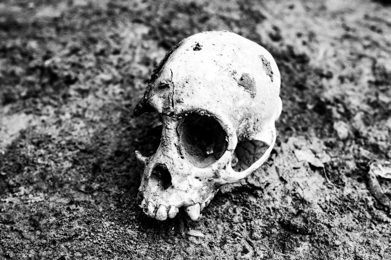 © Jason Houston - A monkey skull found in a mud bank on the Mapuya River, Atalaya Province, Peru.