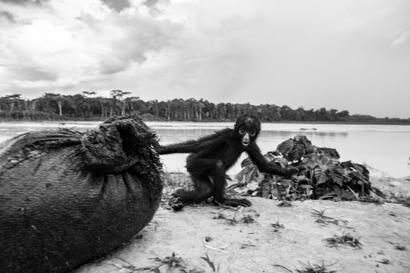 © Jason Houston - A pet spider monkey (Ateles chamek) on the bank above the Purús River in Zapote, Peru.
