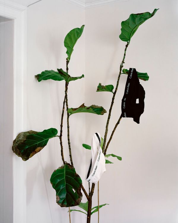 © Marco Scozzaro - L'albero dei Tandiny, 2024