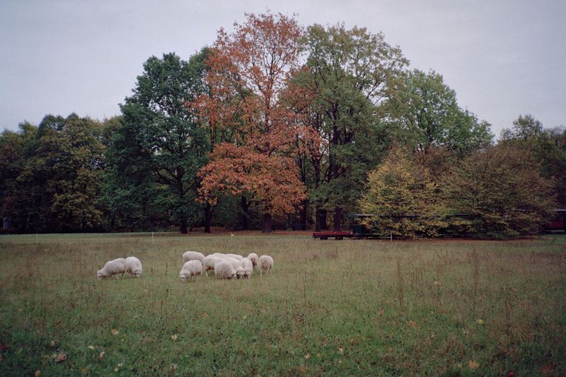 © Irina Kholodna - Image from the New pastorals photography project