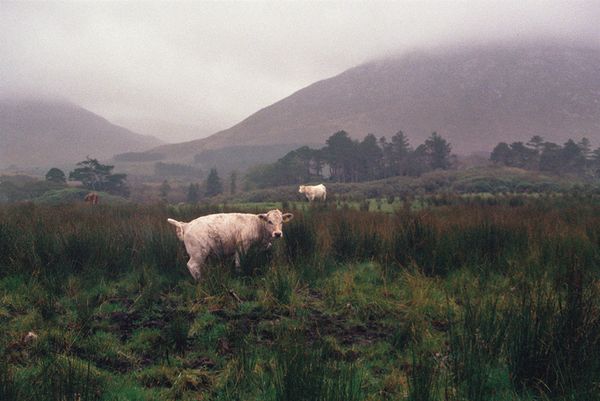 © Irina Kholodna - Image from the The Dutch Album photography project