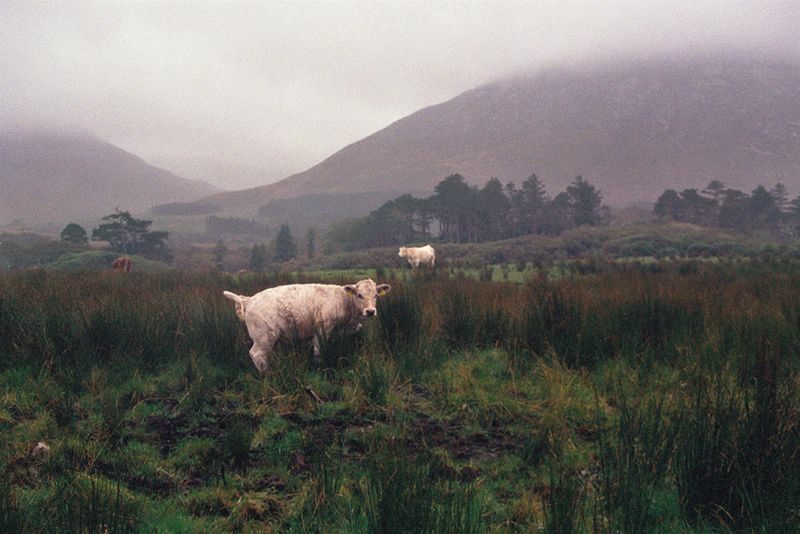 © Irina Kholodna - Image from the The Dutch Album photography project