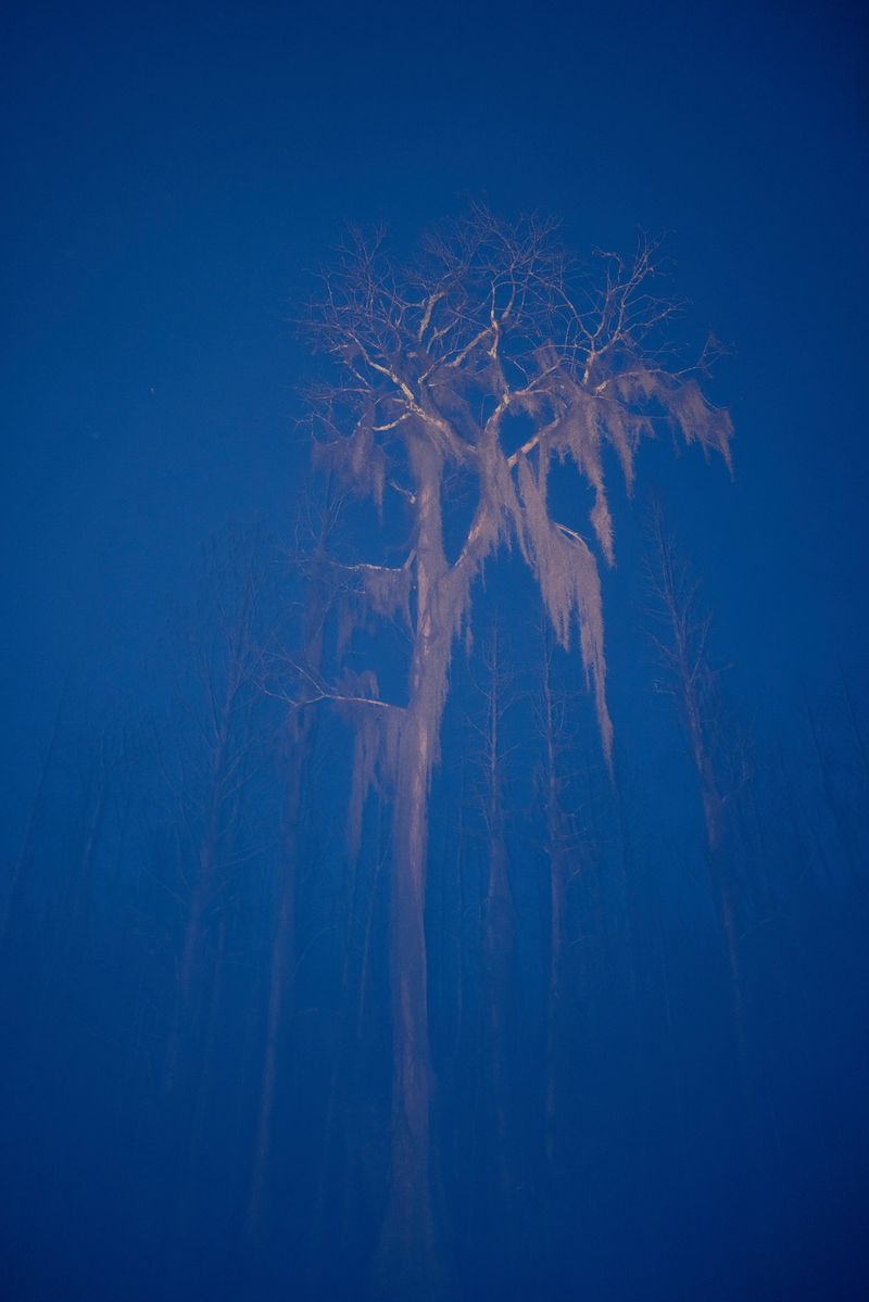 © David Walter Banks - A cypress is lit against the night sky in the slow exposure on Big Water Lake in Georgia’s Okefenokee Swamp.