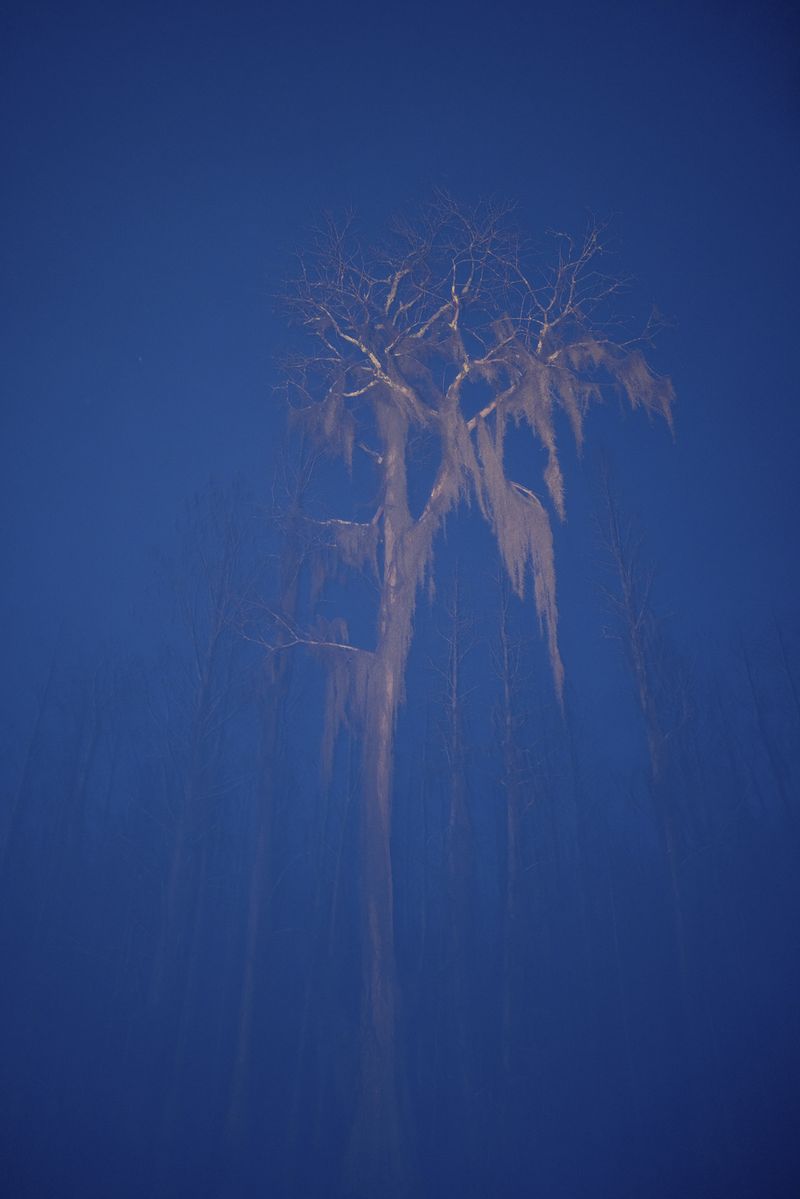 © David Walter Banks - A cypress is lit against the night sky in the slow exposure on Big Water Lake in Georgia’s Okefenokee Swamp.