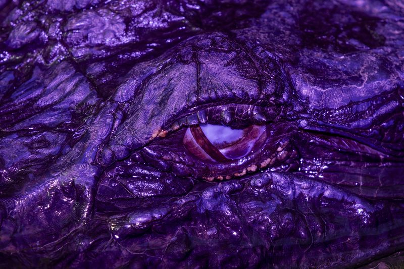 © David Walter Banks - A detail of the eye of an American Alligator inside Georgia’s Okefenokee Swamp.