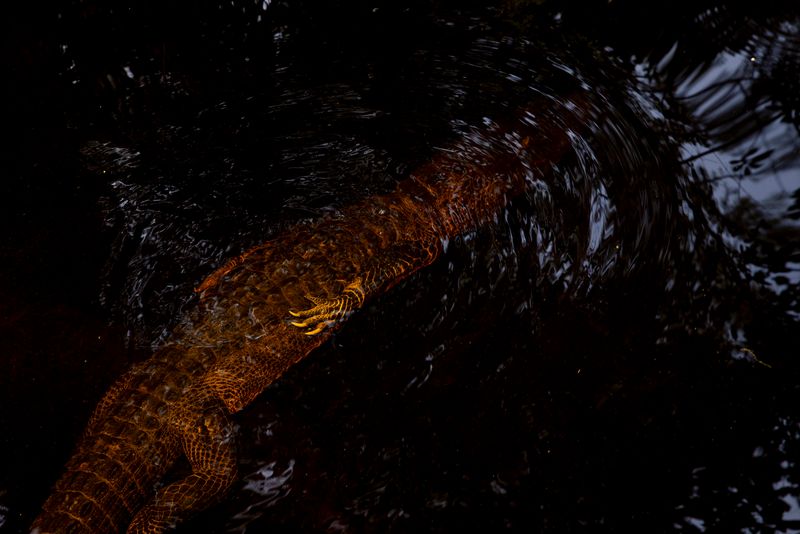 © David Walter Banks - An American alligator beneath the water of a winding narrow passage inside Georgia’s Okefenokee Swamp.