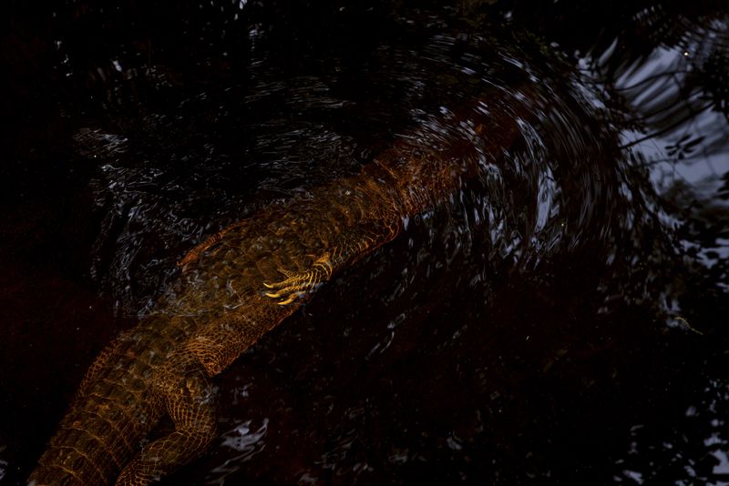 © David Walter Banks - An American alligator beneath the water of a winding narrow passage inside Georgia’s Okefenokee Swamp.