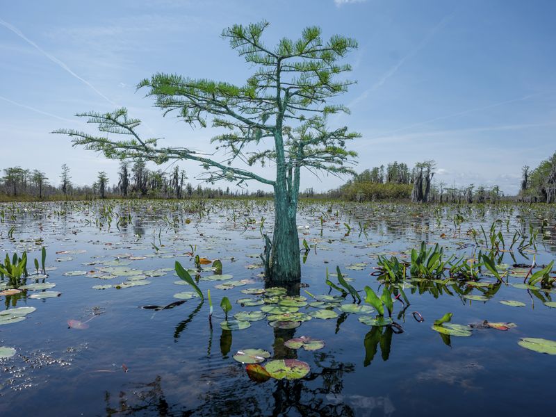 © David Walter Banks - A cypress tree standing alone in Chesser Prairie inside Georgia’s Okefenokee Swamp.