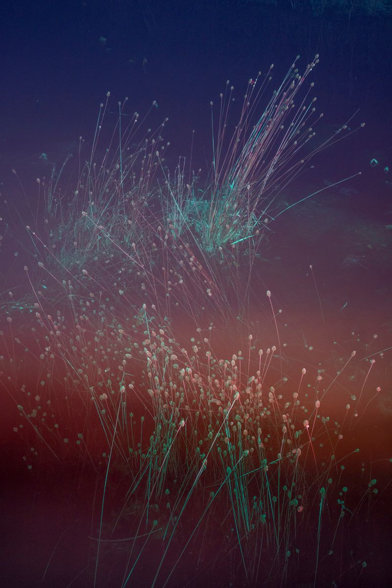 © David Walter Banks - Marshland lit against the night sky in this slow exposure at the edge of Sapling Prairie in Georgia’s Okefenokee Swamp.