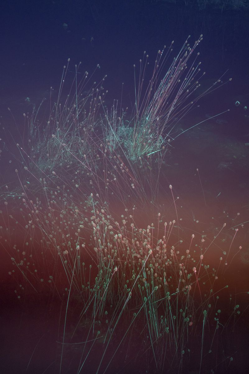 © David Walter Banks - Marshland lit against the night sky in this slow exposure at the edge of Sapling Prairie in Georgia’s Okefenokee Swamp.