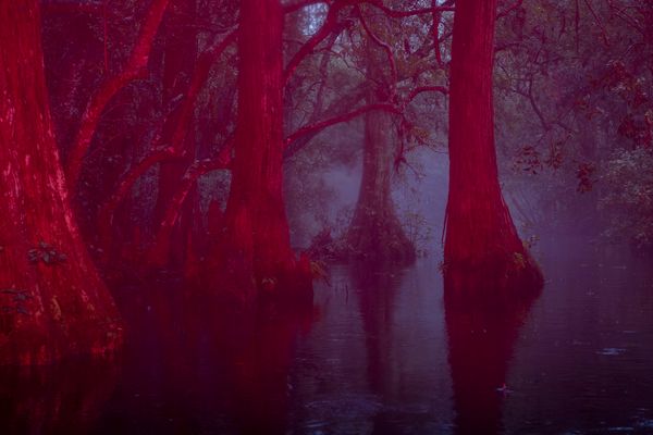© David Walter Banks - Fog shrouds a cypress forest inside Georgia’s Okefenokee Swamp.