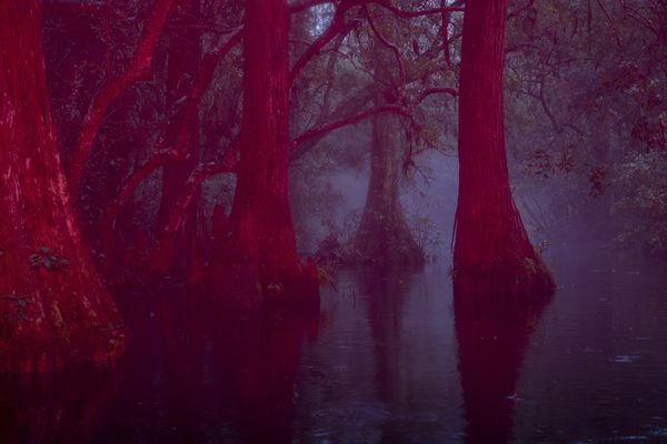 © David Walter Banks - Fog shrouds a cypress forest inside Georgia’s Okefenokee Swamp.