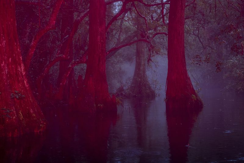 © David Walter Banks - Fog shrouds a cypress forest inside Georgia’s Okefenokee Swamp.