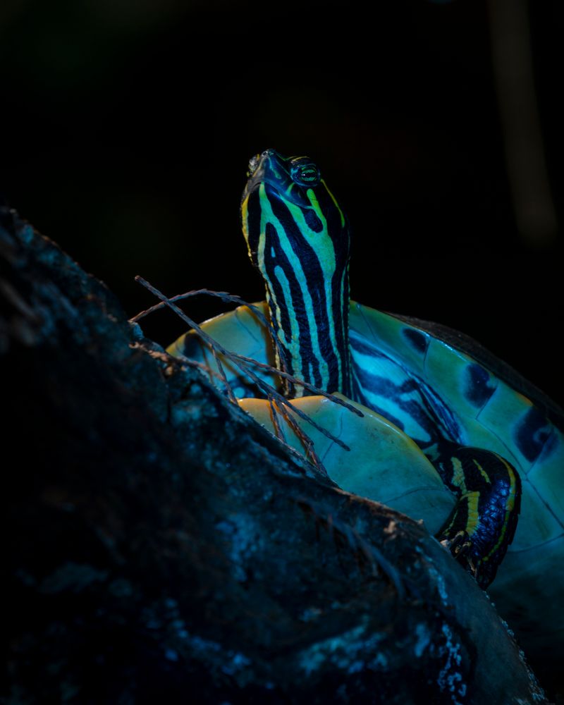 © David Walter Banks - Image from the Trembling Earth photography project