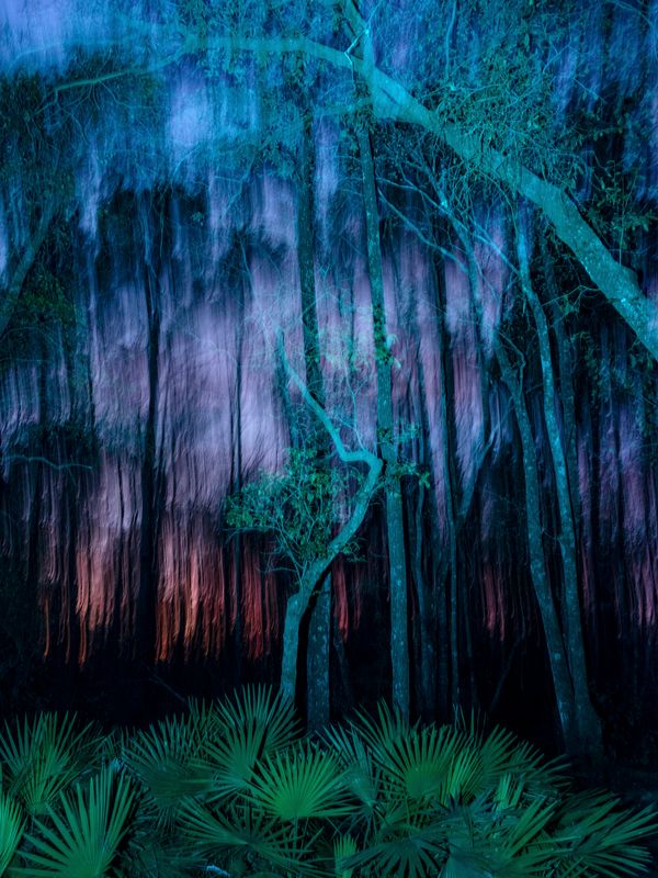 © David Walter Banks - Night descends upon the small island at the west end of Billys Lake in Georgia's Okefenokee Swamp.
