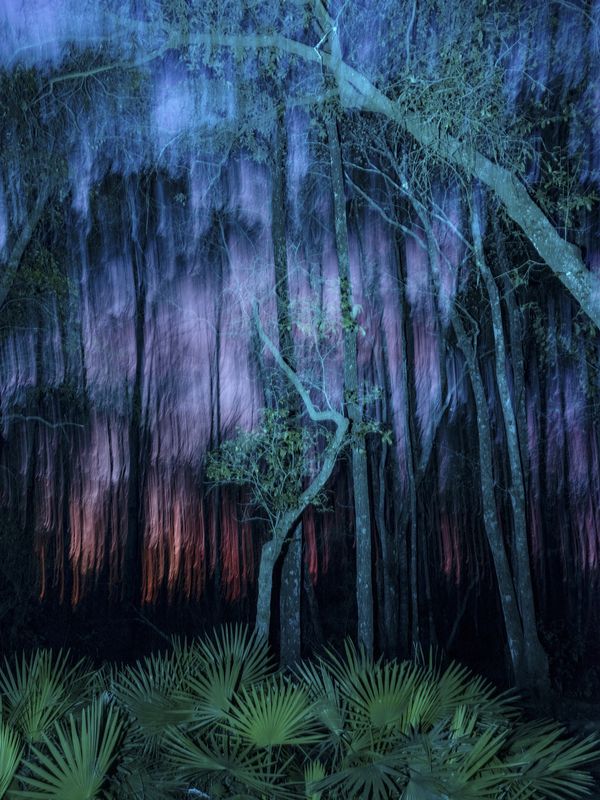 © David Walter Banks - Night descends upon the small island at the west end of Billys Lake in Georgia's Okefenokee Swamp.