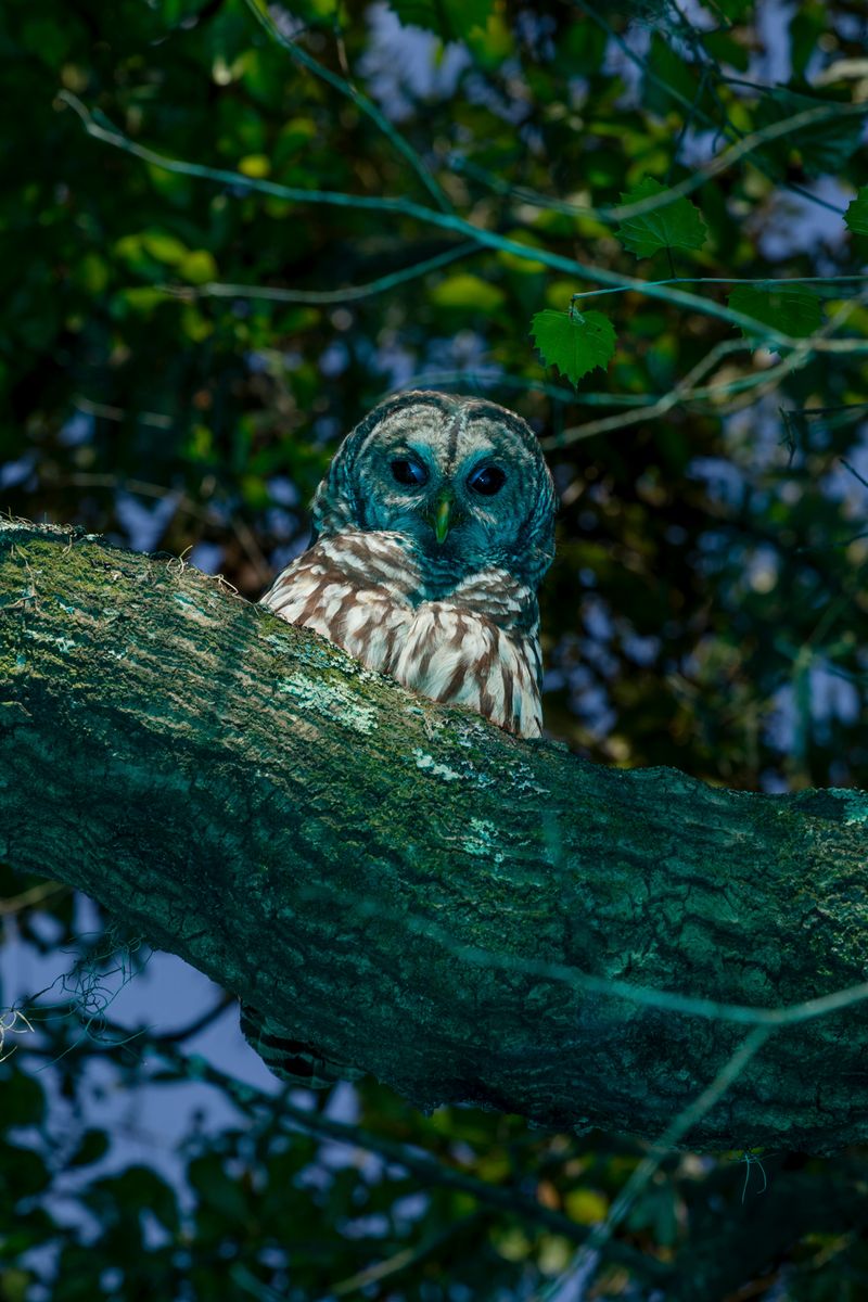 © David Walter Banks - A barred owl perched high in a tree above Floyds Island in Georgia’s Okefenokee Swamp.