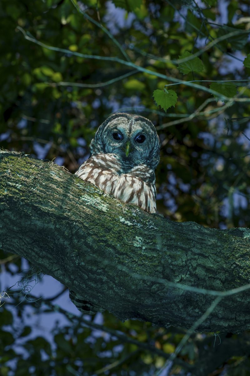 © David Walter Banks - A barred owl perched high in a tree above Floyds Island in Georgia’s Okefenokee Swamp.