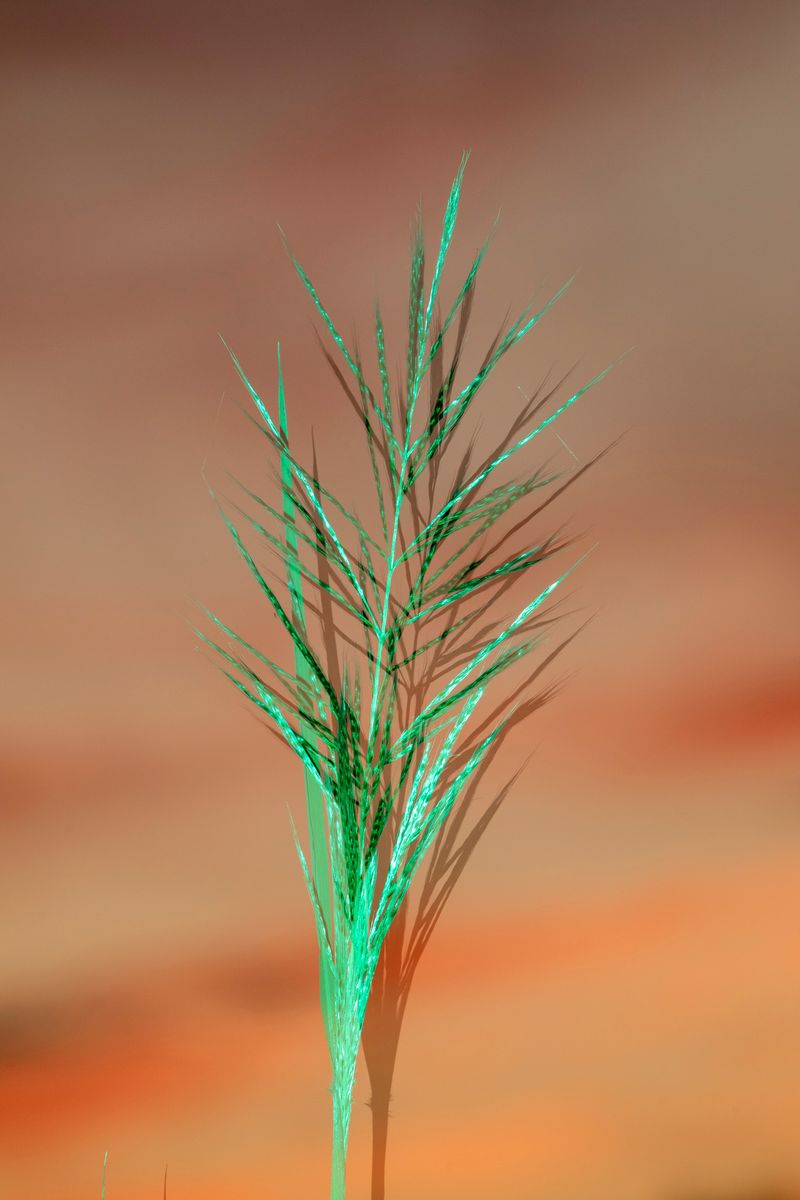 © David Walter Banks - A detail of a swamp grass gone to seed at sunset along the north end of Chesser Prairie inside Georgia’s Okefenokee Swamp.