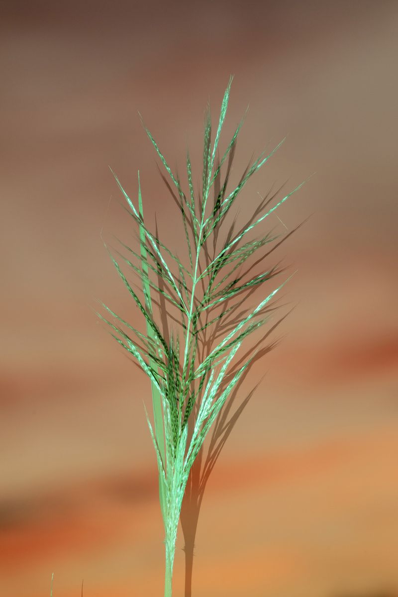 © David Walter Banks - A detail of a swamp grass gone to seed at sunset along the north end of Chesser Prairie inside Georgia’s Okefenokee Swamp.