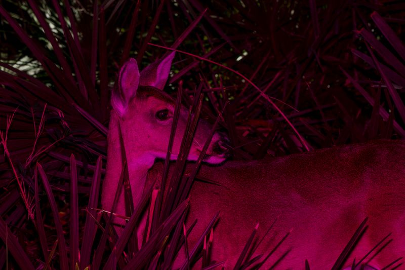 © David Walter Banks - A doe browses through the forrest on Floyds Island in Georgia’s Okefenokee Swamp.