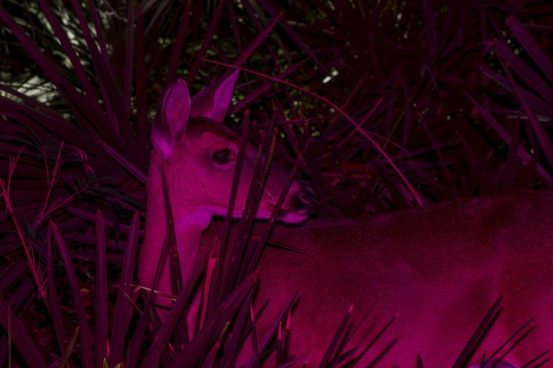 © David Walter Banks - A doe browses through the forrest on Floyds Island in Georgia’s Okefenokee Swamp.