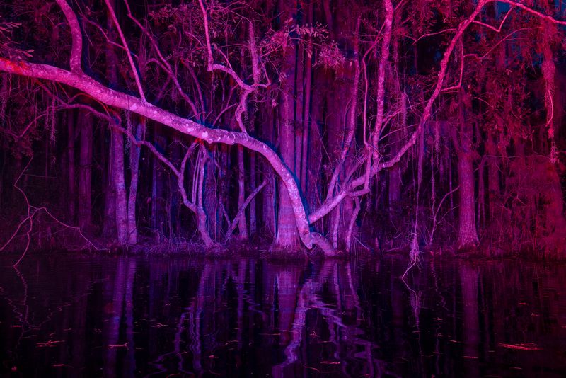 © David Walter Banks - Night falls on a narrow winding corridor inside Georgia’s Okefenokee Swamp.
