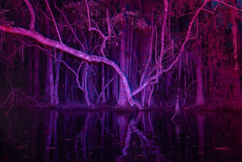 © David Walter Banks - Night falls on a narrow winding corridor inside Georgia’s Okefenokee Swamp.