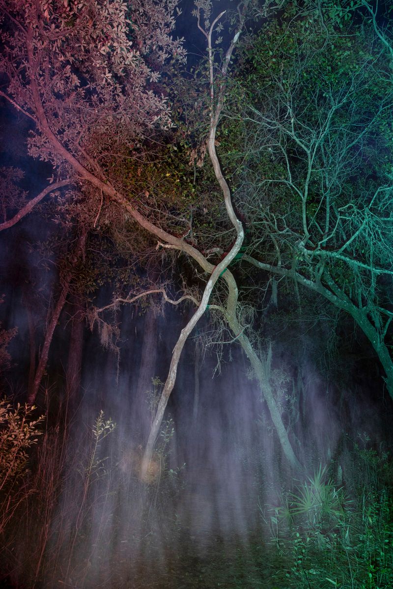 © David Walter Banks - Two trees intertwine above a path and game trail leading across Floyds Island in Georgia’s Okefenokee Swamp.