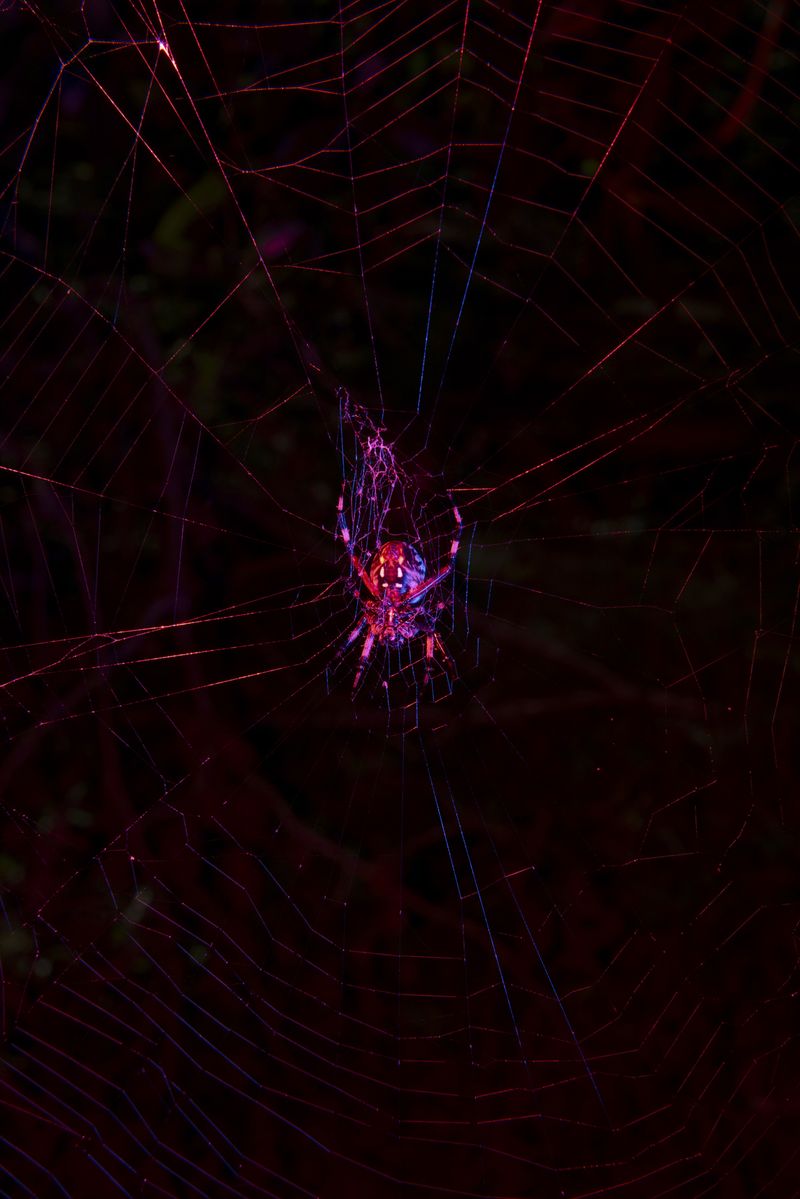 © David Walter Banks - Image from the Trembling Earth photography project