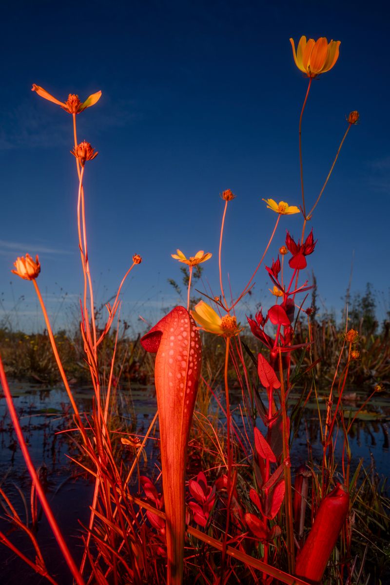 © David Walter Banks - A carnivorous pitcher plant sits amongst swamp sunflowers in Chase Prairie inside Georgia’s Okefenokee Swamp.