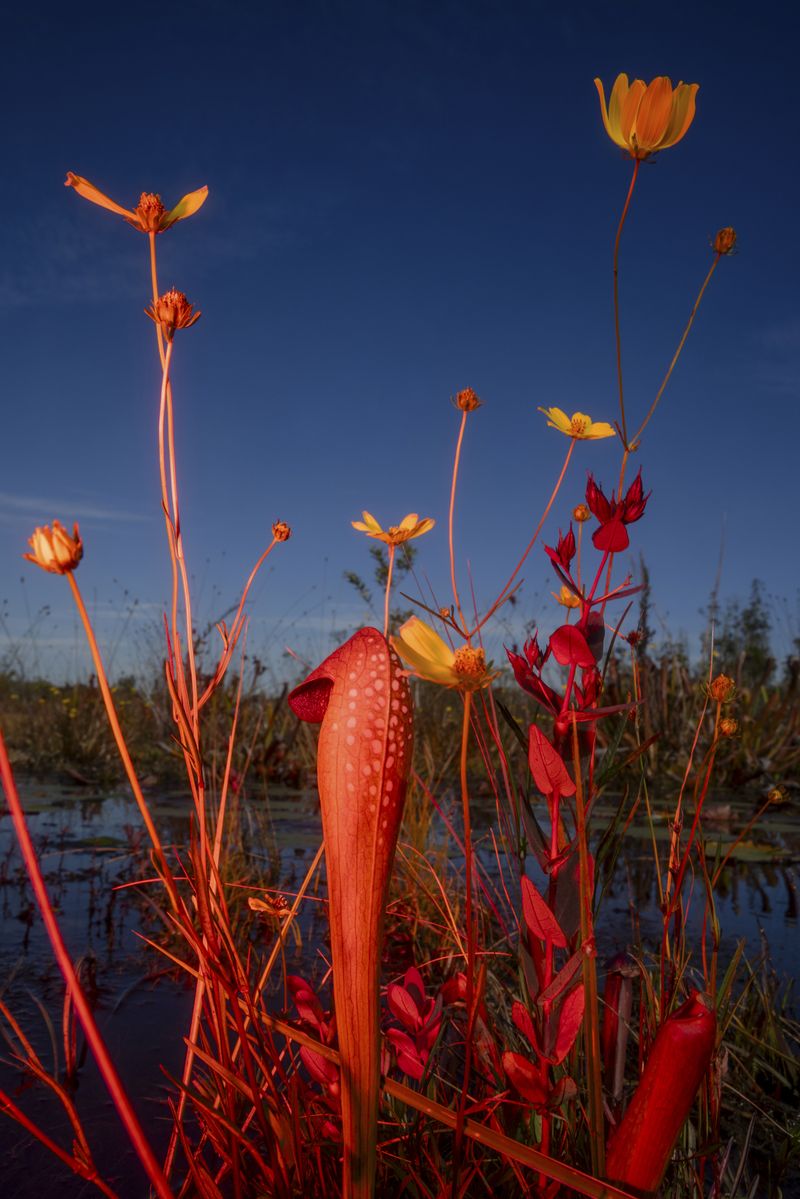 © David Walter Banks - A carnivorous pitcher plant sits amongst swamp sunflowers in Chase Prairie inside Georgia’s Okefenokee Swamp.