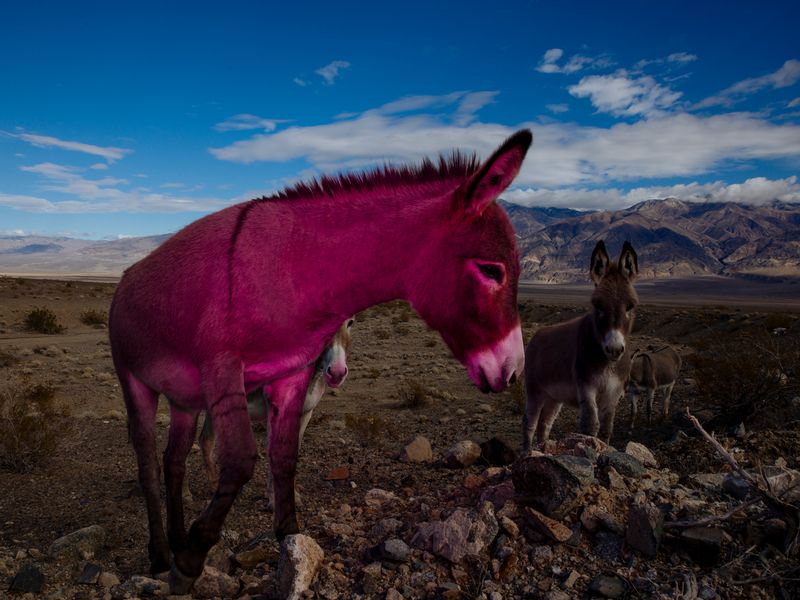 © David Walter Banks - Roadside Companions.