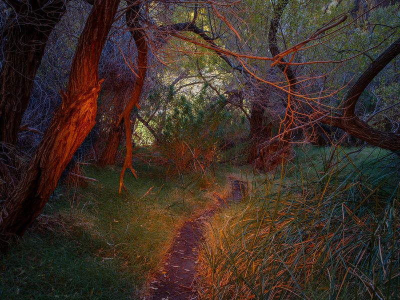 © David Walter Banks - Path to the Waterfall.