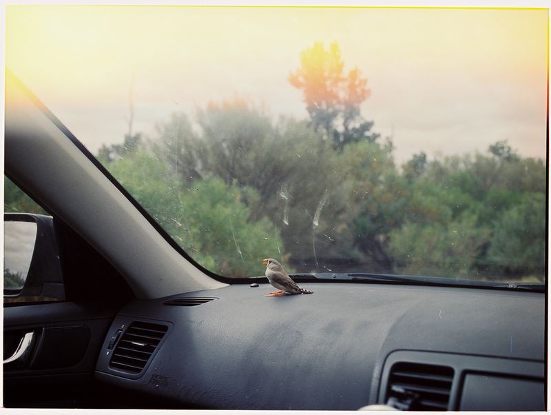 © Emmaline Zanelli - A small native finch I found stunned on the road leading to the Olympic Dam mine. 2023