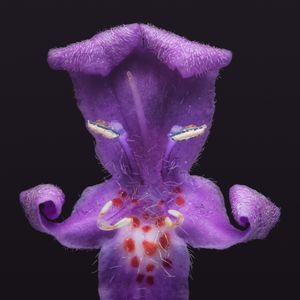 The Circle of Confusion